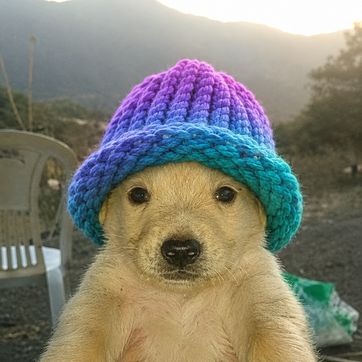 A light puppy wearing a purple, blue and teal knitted hat